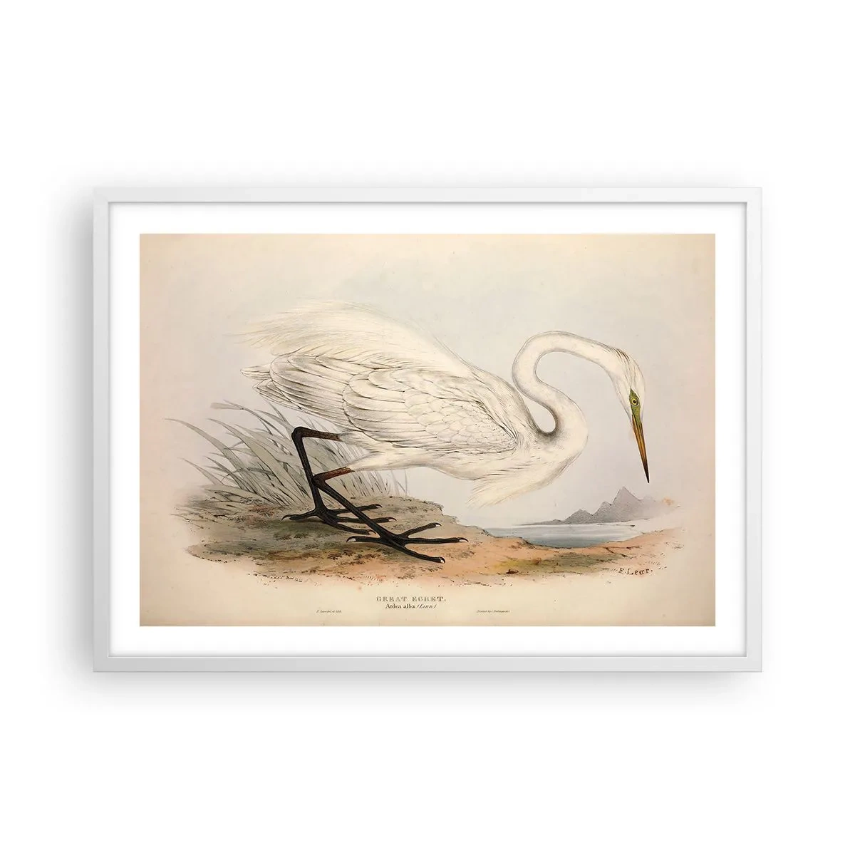 Plakat w białej ramie - Pani na szuwarach - 70x50 cm