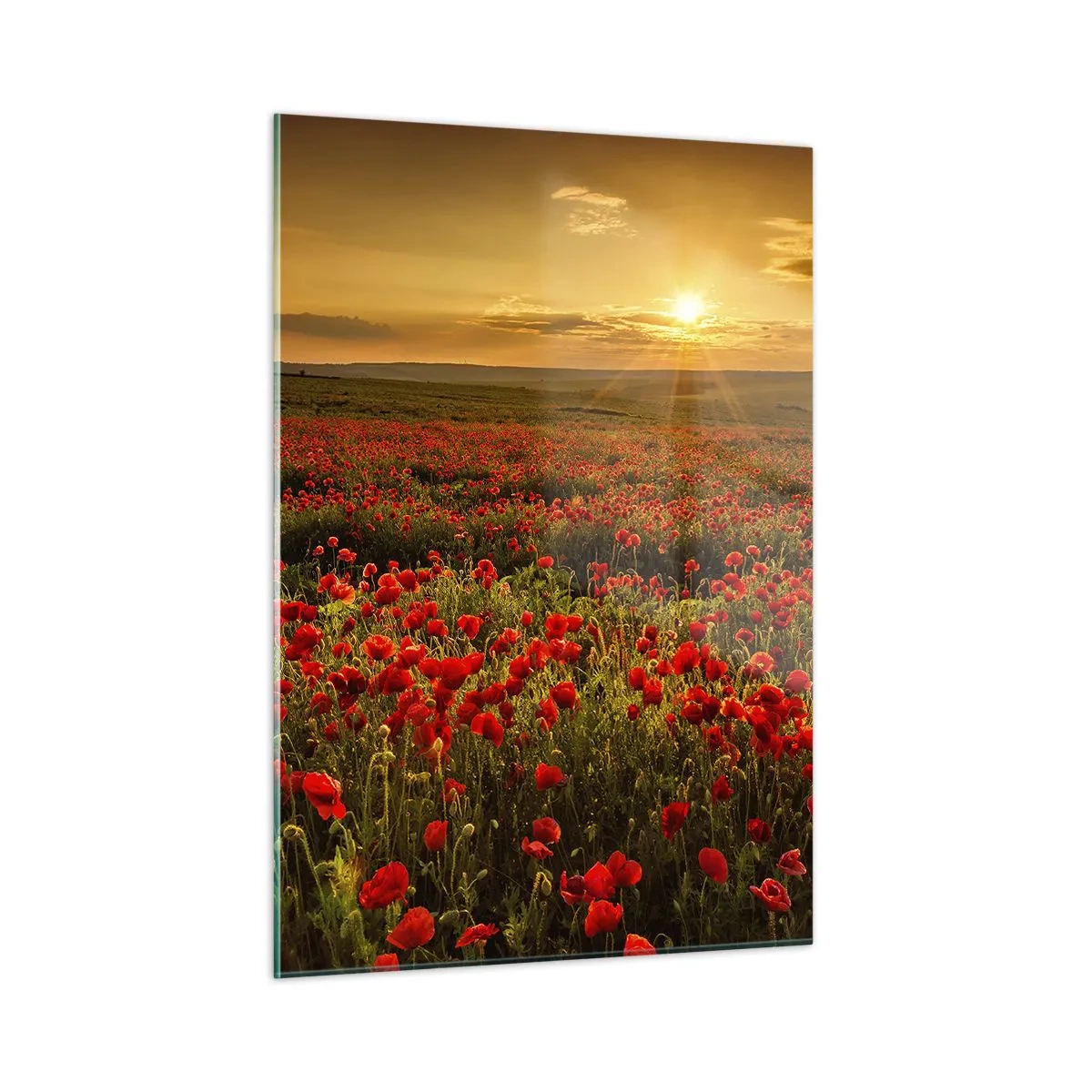 Obraz na szkle - Pole maków oświetlone promieniami zachodzącego słońca - 50x70cm - Wśród fali łąk szumiących, wśród kwiatów powodzi - Nowoczesna dekoracja ścienna do salonu, kuchni i sypialni ARTTOR