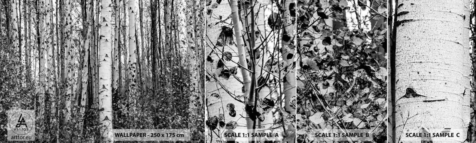 Fototapeta Próbka Samoprzylepna Deluxe Sticker - Brzozowa kolumnada - Las, Brzoza, Natura - 100x30 cm