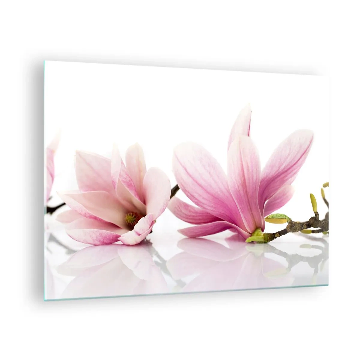 Obraz na szkle - Delikatne kwiaty magnolii na białym tle - 70x50cm - Delikatne jak powiew wiosny - Nowoczesna dekoracja ścienna do salonu i sypialni ARTTOR