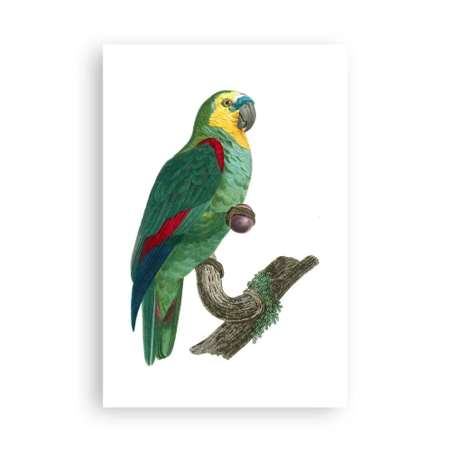Plakat - Papuzi portret - 61x91 cm
