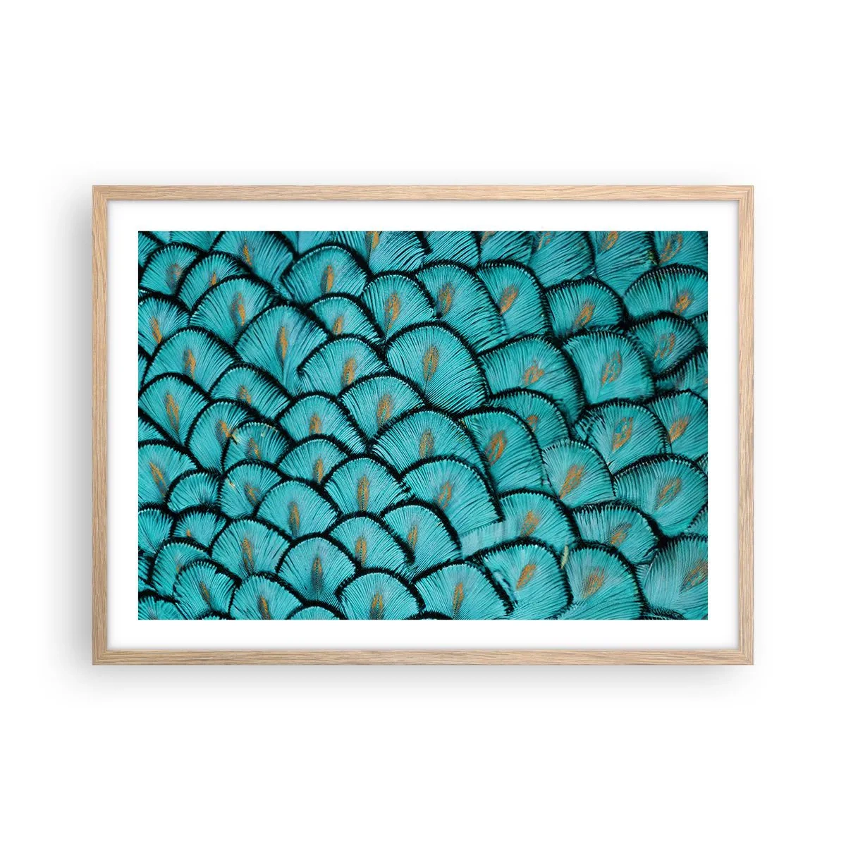 Plakat w ramie jasny dąb - Wielka gala piór - 70x50 cm