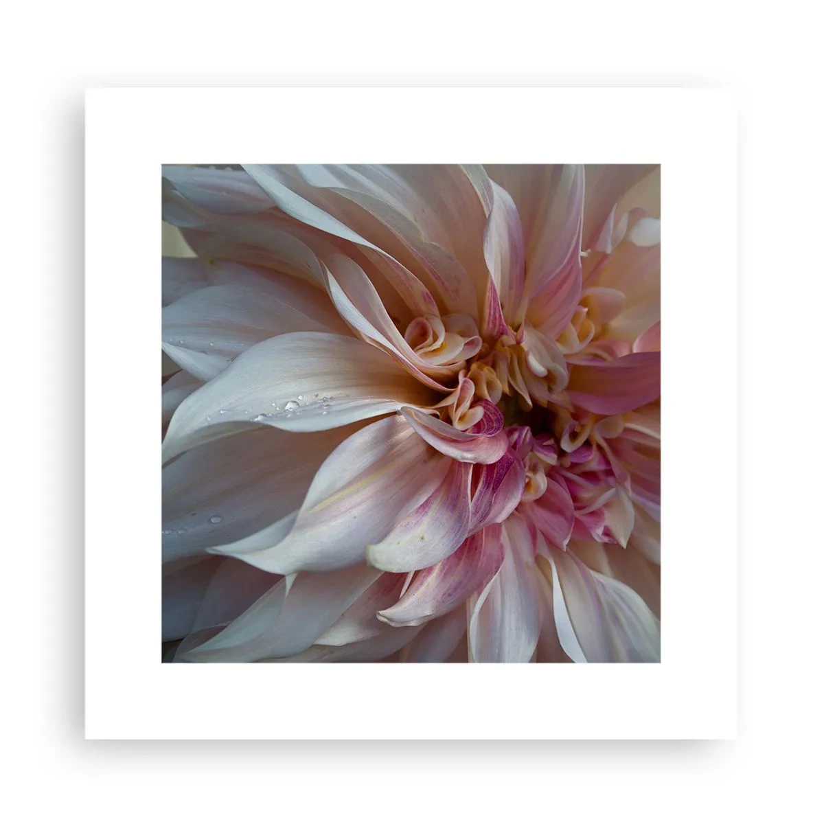 Plakat - Kwitnąca świeżość - 30x30 cm