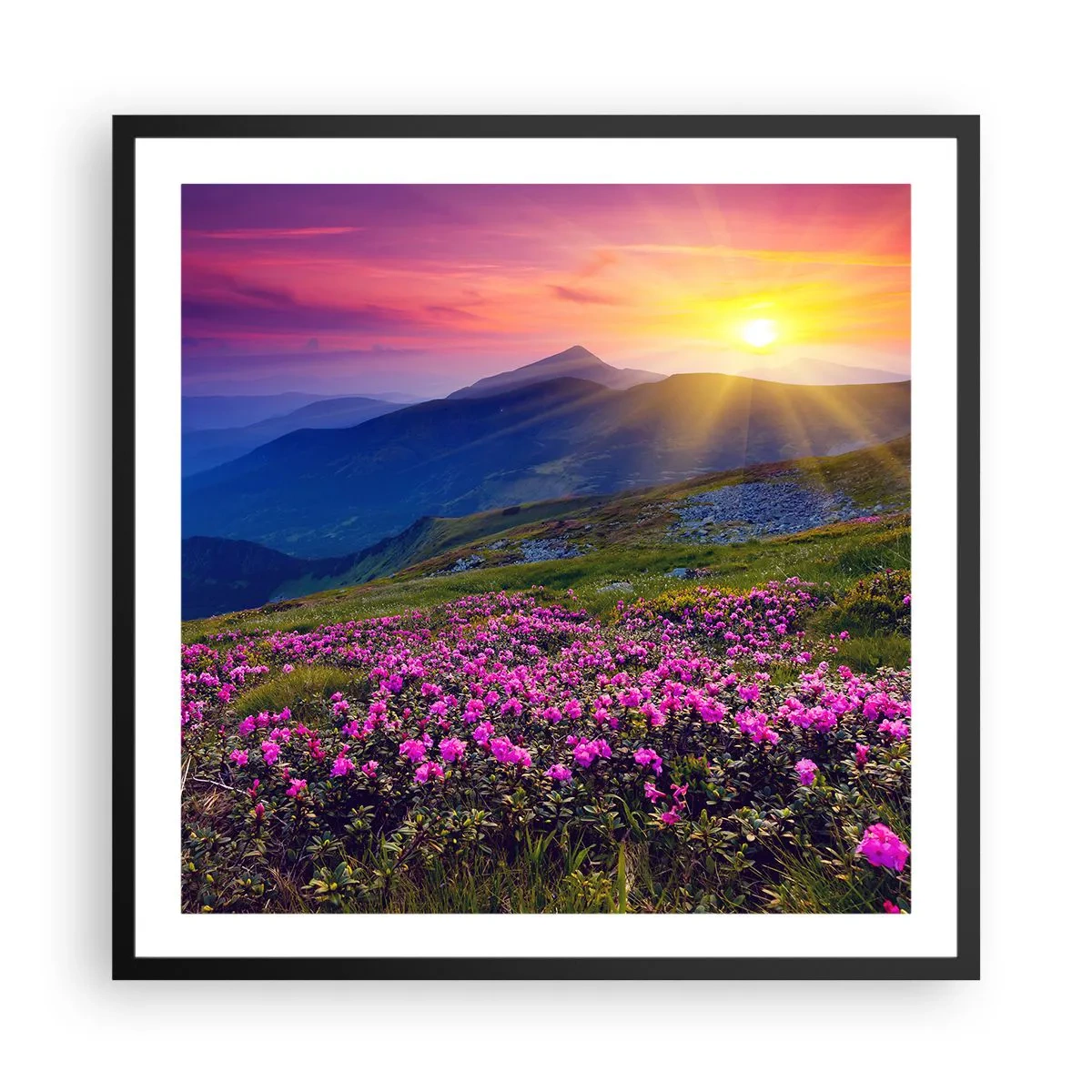 Plakat w czarnej ramie - … A dokoła pachnie kosodrzewina i wonieją zioła - 60x60 cm