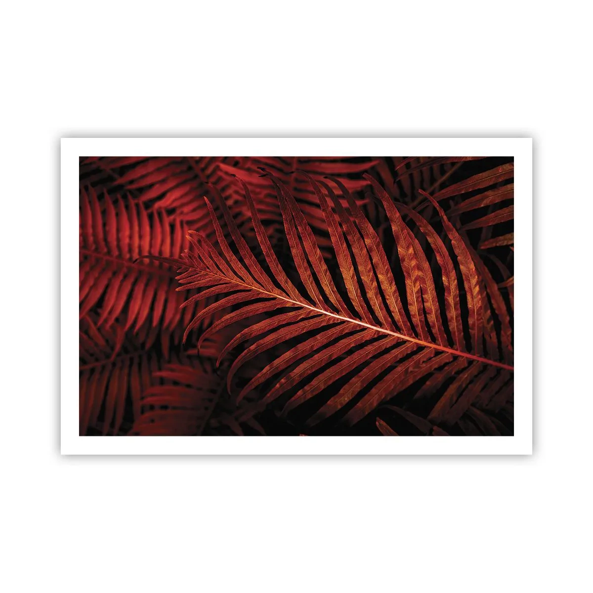Plakat - Żar życia - 91x61 cm
