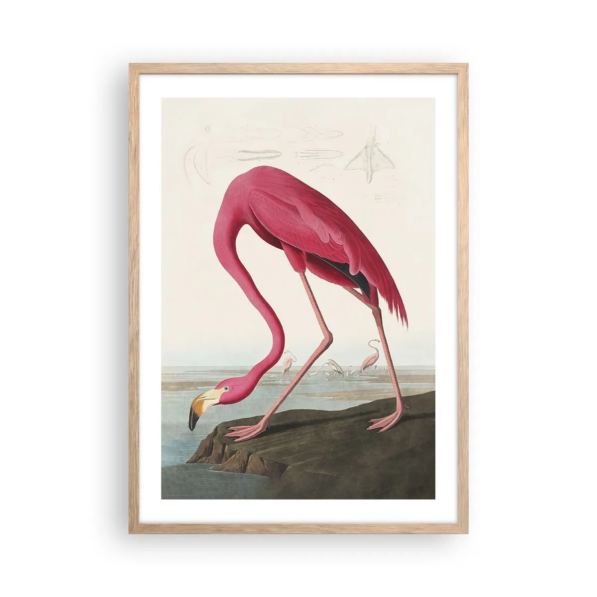 Plakat w ramie jasny dąb - Zadziwiające stworzenie - 50x70 cm