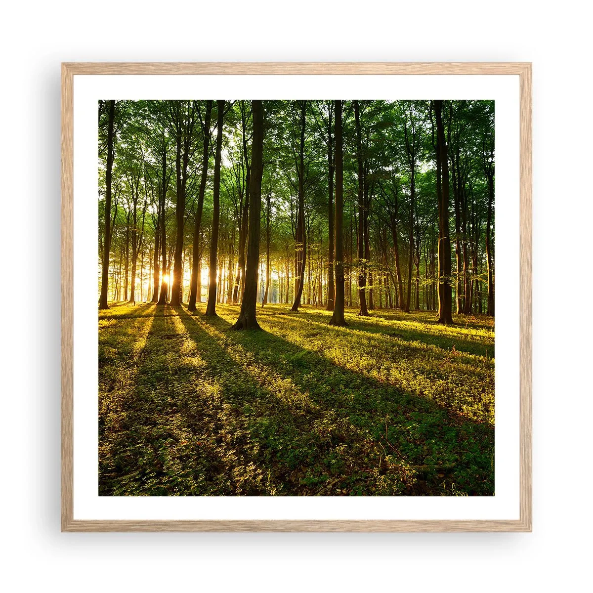 Plakat w ramie jasny dąb - Fotografia wszystkich wiosen - 60x60 cm