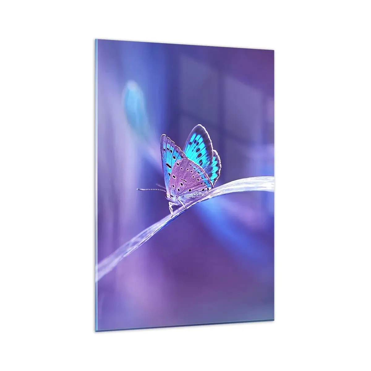 Obraz na szkle - Delikatny niebieski motyl na łodydze w świetle fioletowym - 80x120cm - Klejnot natury - Nowoczesna dekoracja ścienna do salonu i sypialni ARTTOR