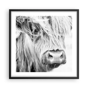 Plakat w czarnej ramie - Szkocka dzikość - 50x50 cm