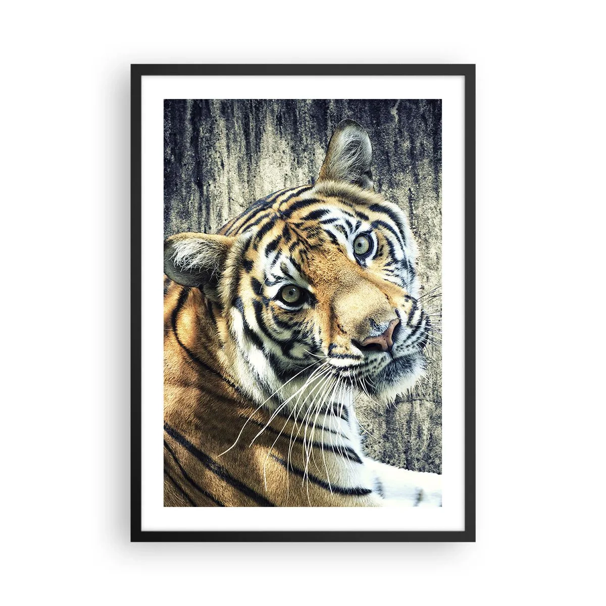 Plakat w czarnej ramie - Zbliżenie tygrysa na tle naturalnej ściany - 50x70cm - Portret w strugach światła - Nowoczesna dekoracja ścienna do salonu i sypialni ARTTOR