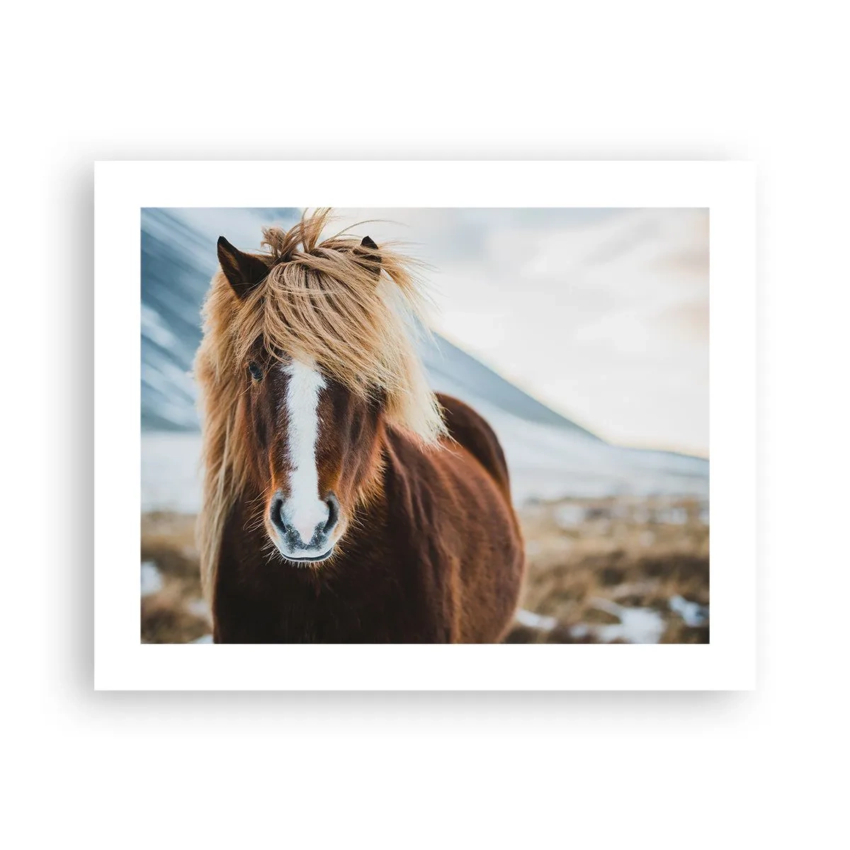 Plakat - Czujesz wolność? - 50x40 cm