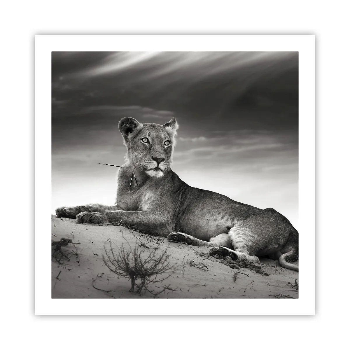 Plakat - Odpoczynek królowej pustyni - 60x60 cm