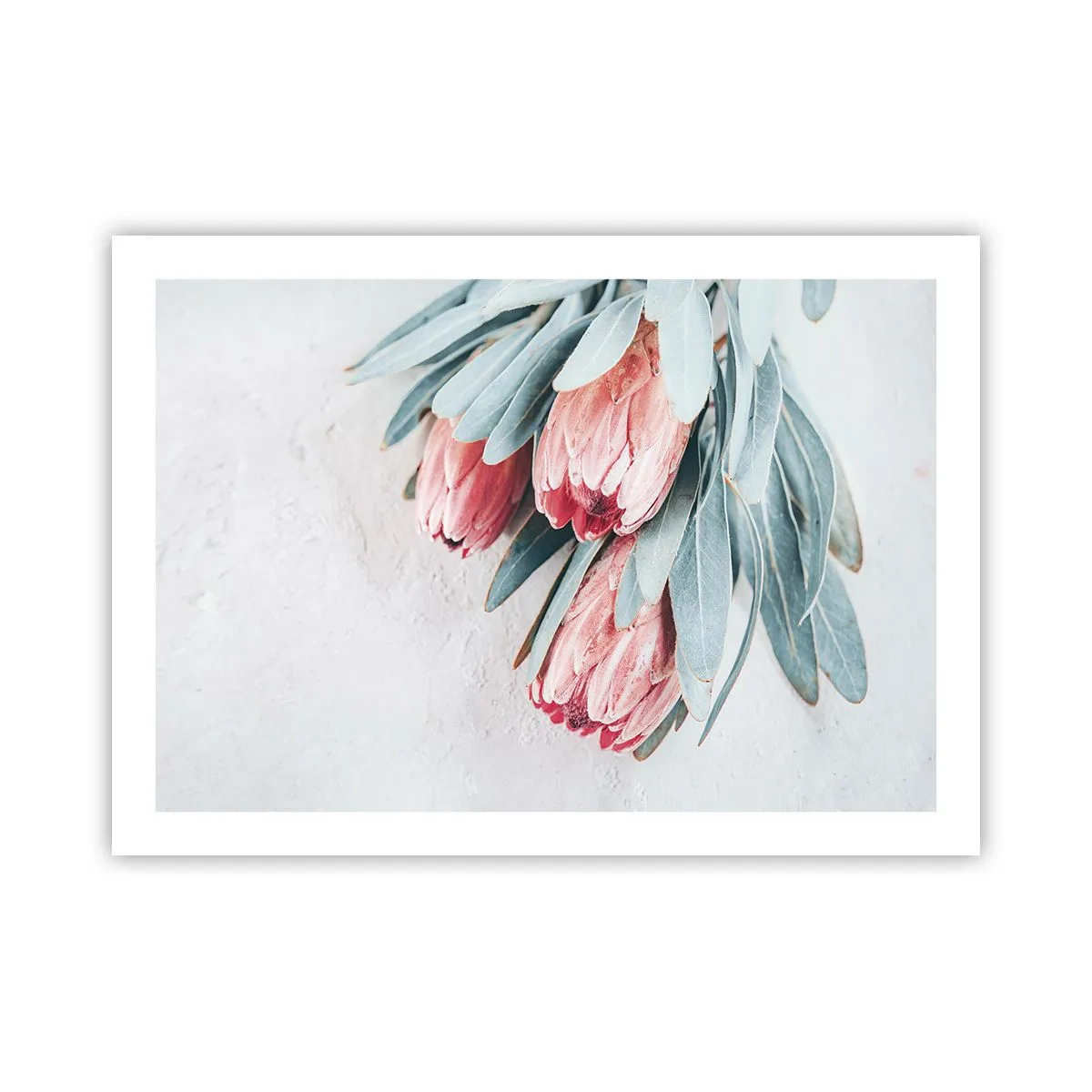 Plakat - Zawstydzone własną urodą - 70x50 cm