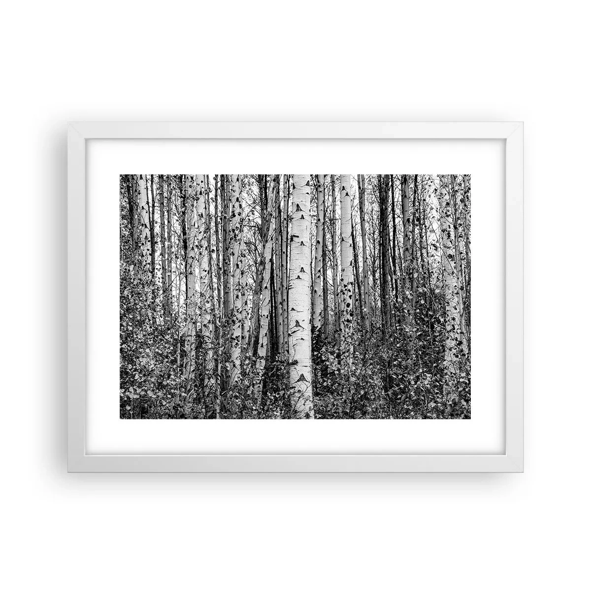 Plakat w białej ramie - Brzozowa kolumnada - 40x30 cm