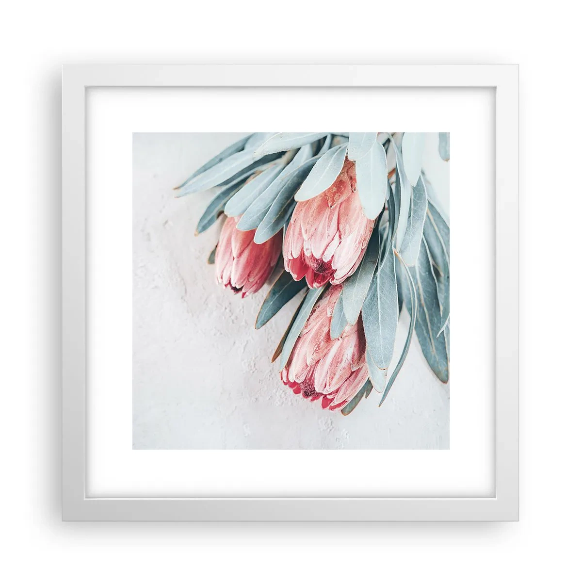 Plakat w białej ramie - Zawstydzone własną urodą - 30x30 cm