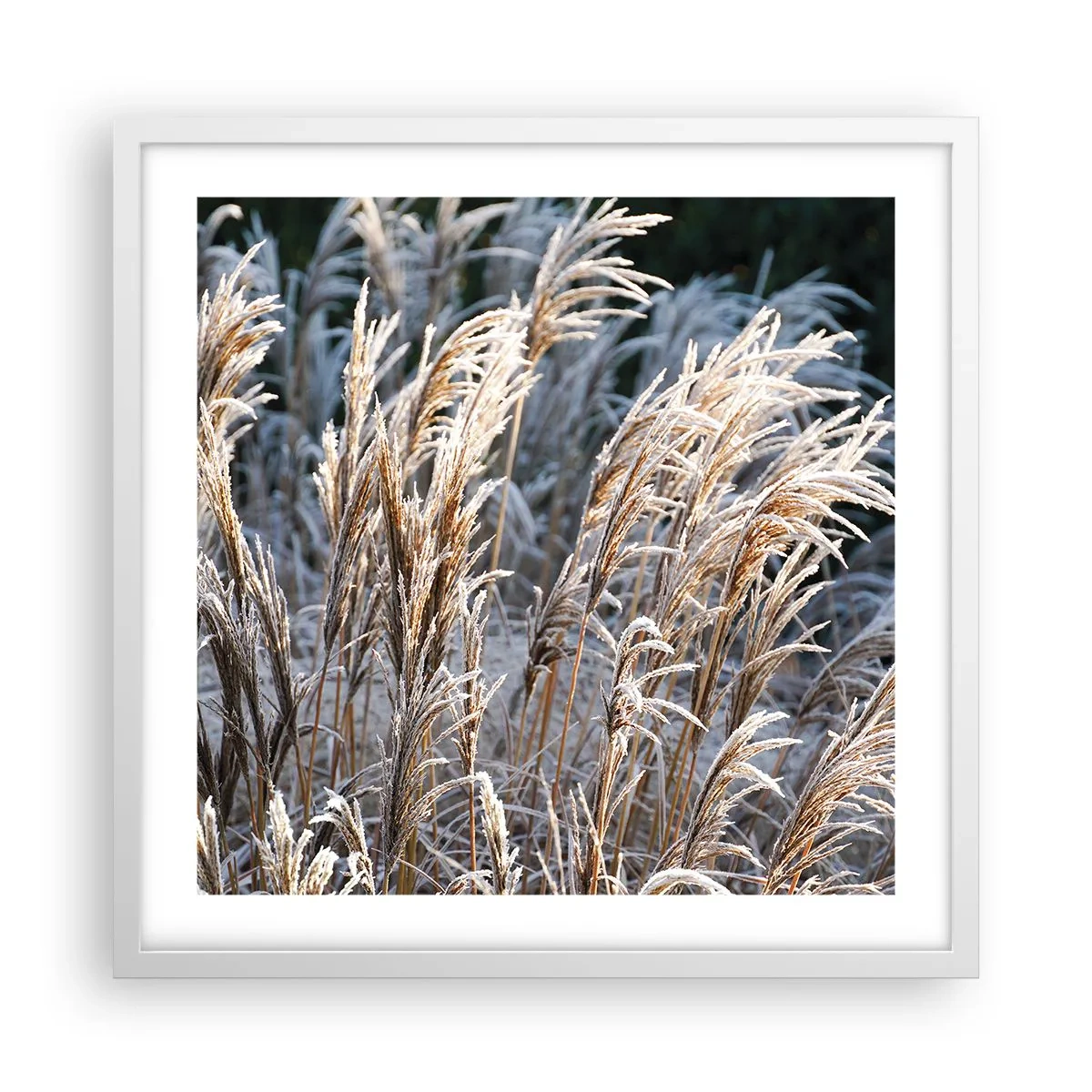 Plakat w białej ramie - Szronem ustrojone - 50x50 cm