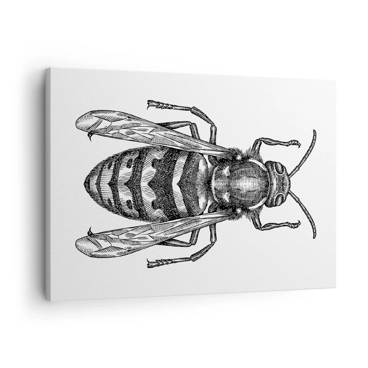 Obraz na płótnie - Rysunkowy motyw osy na białym tle w stylu minimalistycznym - 70x50cm - Z owadziej planety - Nowoczesna dekoracja ścienna do salonu i sypialni ARTTOR