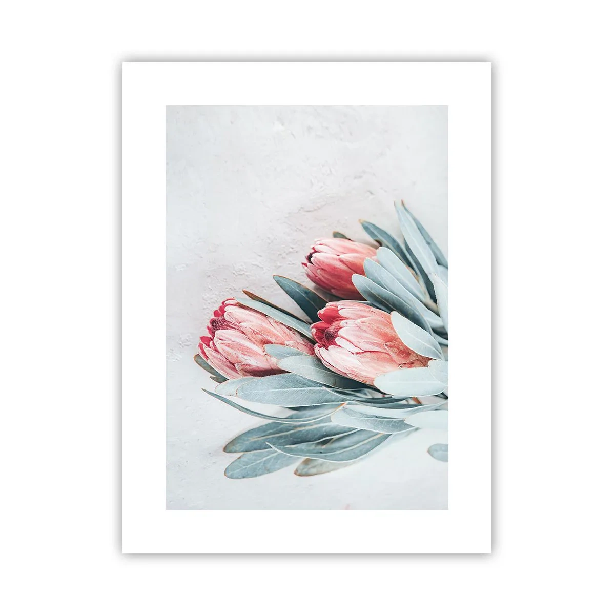 Plakat - Zawstydzone własną urodą - 30x40 cm