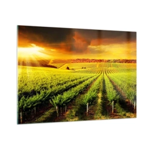 Obraz na szkle - Winnica w świetle zachodzącego słońca - 100x70cm - Pod australijskim słońcem - Nowoczesna dekoracja ścienna do salonu, kuchni i sypialni ARTTOR