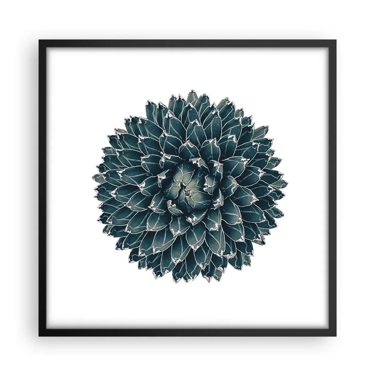 Plakat w czarnej ramie - Gwiazda pustyni - 50x50 cm