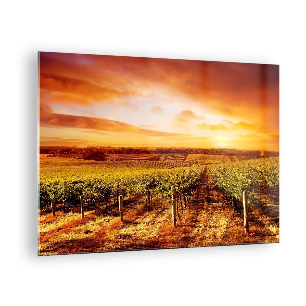 Obraz na szkle - Winorośla na polu o zachodzie słońca - 70x50cm - Delikatnie owocowe z nutą słońca - Nowoczesna dekoracja ścienna do salonu i sypialni ARTTOR