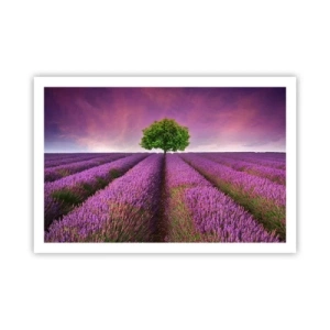 Plakat - Na lawendowych polach - 91x61 cm