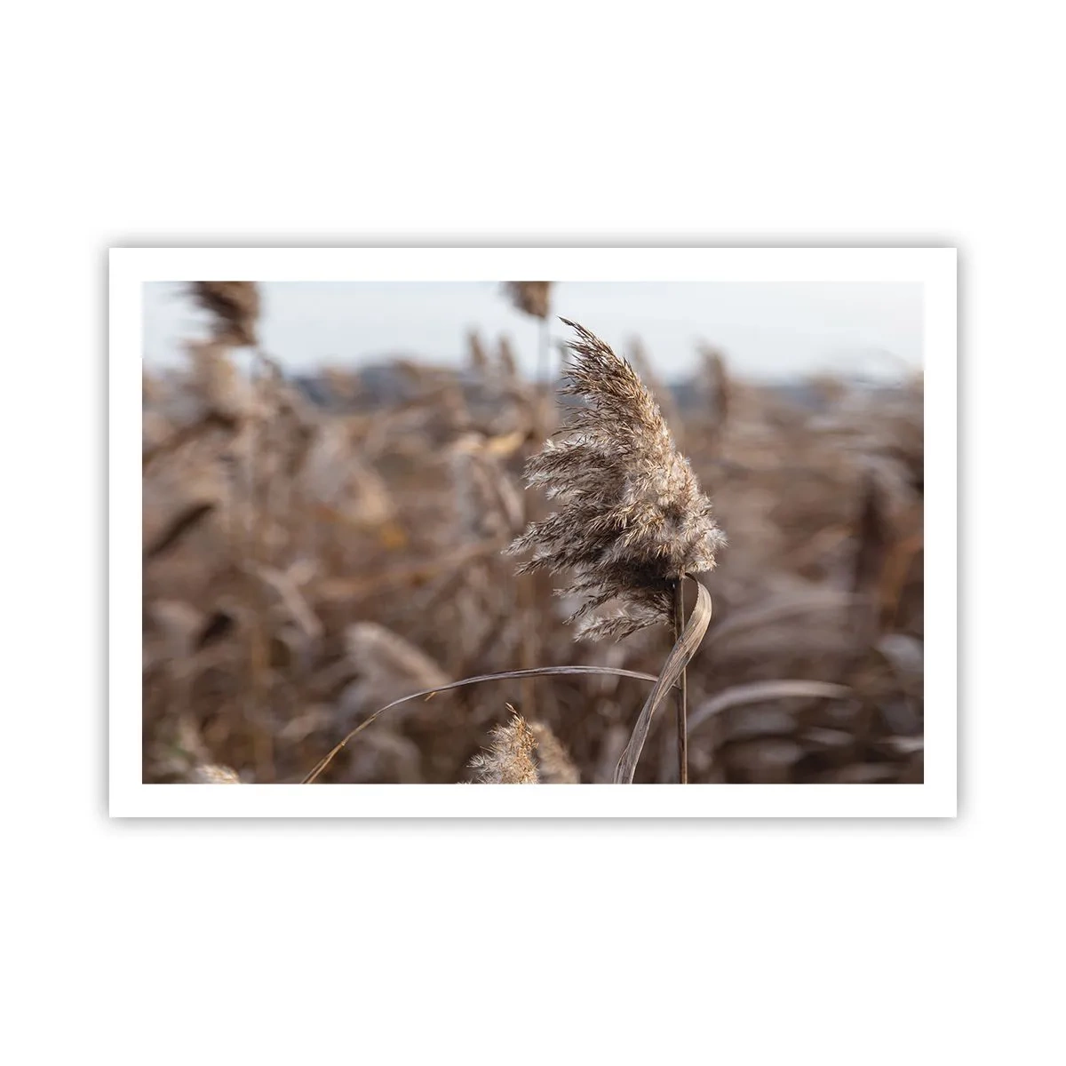 Plakat - Czas odlecieć z wiatrem - 91x61 cm