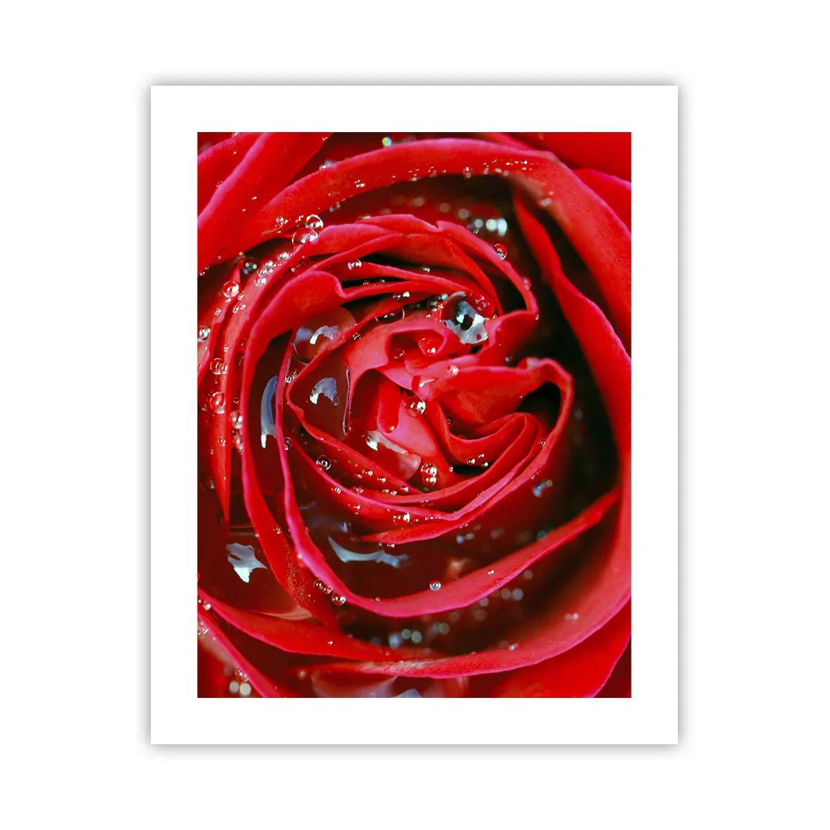 Plakat - W kroplach rosy - 40x50 cm
