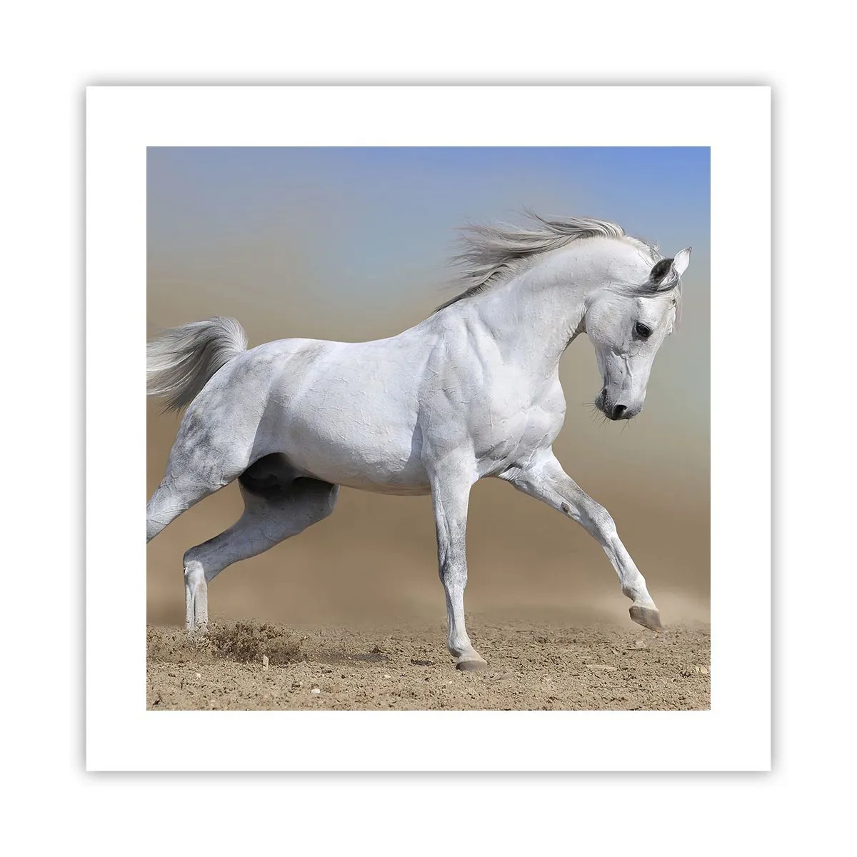 Plakat - Najpiękniejsza arabska baśń - 40x40 cm