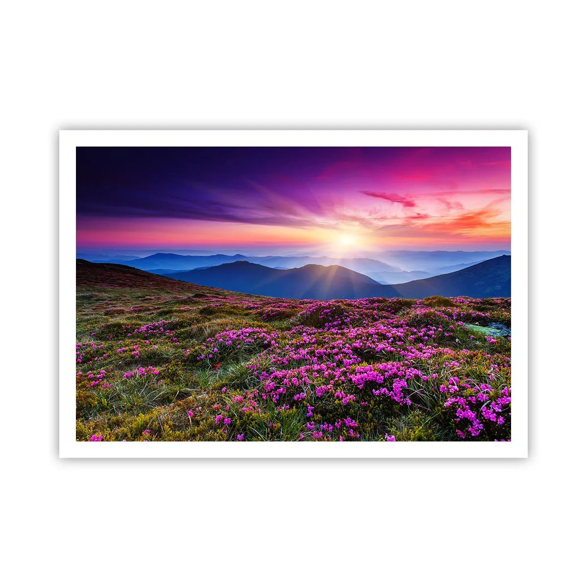 Plakat - Górska łąka z kwiatami o zachodzie słońca - 100x70cm - Ziół zapachniały świeże pęki od niw - Nowoczesna dekoracja ścienna do salonu i sypialni ARTTOR