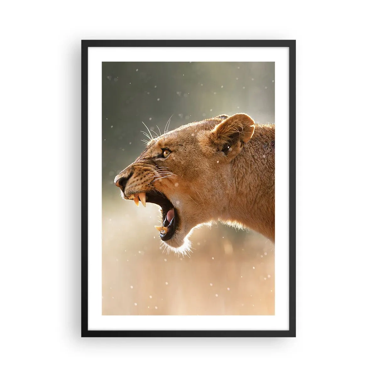 Plakat w czarnej ramie - Zbliżenie na wściekłą lwicę w pełnym ruchu - 50x70cm - Spróbuj nie posłuchać - Nowoczesna dekoracja ścienna do salonu i sypialni ARTTOR