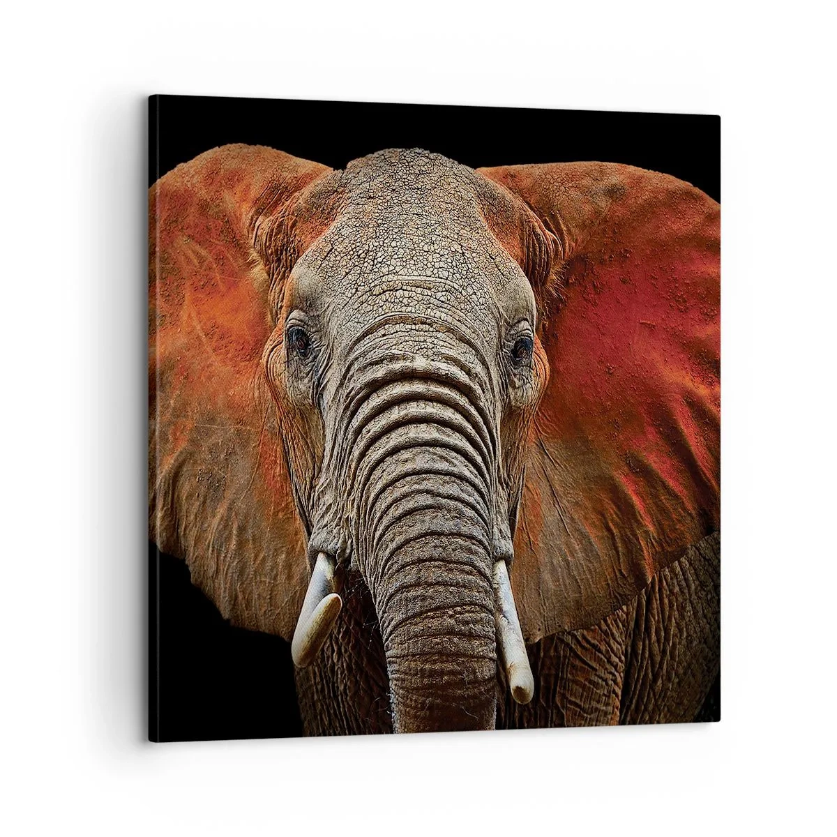 Obraz na płótnie - Jestem dziki, a ty? - 60x60 cm