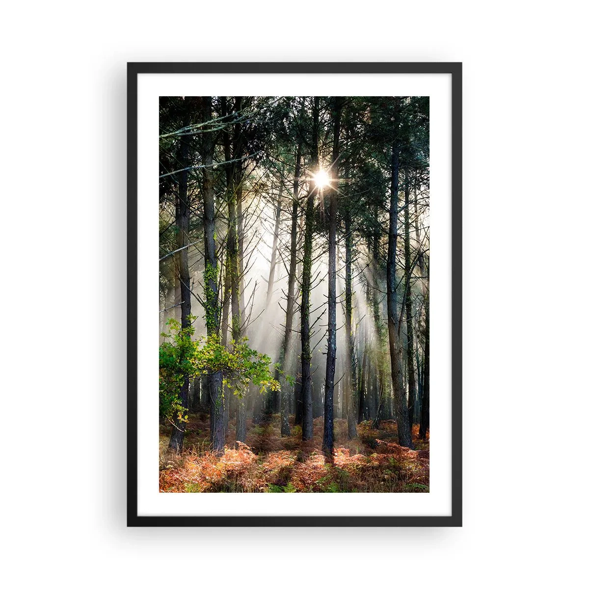 Plakat w czarnej ramie - Magiczne promienie słońca w leśnej scenerii - 50x70cm - Leśne uroczysko - Nowoczesna dekoracja ścienna do salonu i sypialni ARTTOR