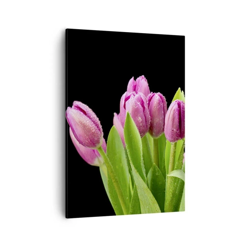 Obraz na płótnie - Liliowe tulipany pokryte rosą na tle czarnego tła - 50x70cm - Liliowa radość wiosny - Nowoczesna dekoracja ścienna do salonu, kuchni i sypialni ARTTOR
