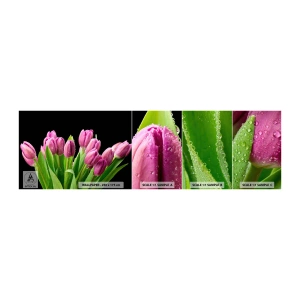 Fototapeta Próbka Samoprzylepna Deluxe Sticker - Liliowa radość wiosny - Kwiaty, Tulipany, Bukiet Kwiatów - 100x30 cm