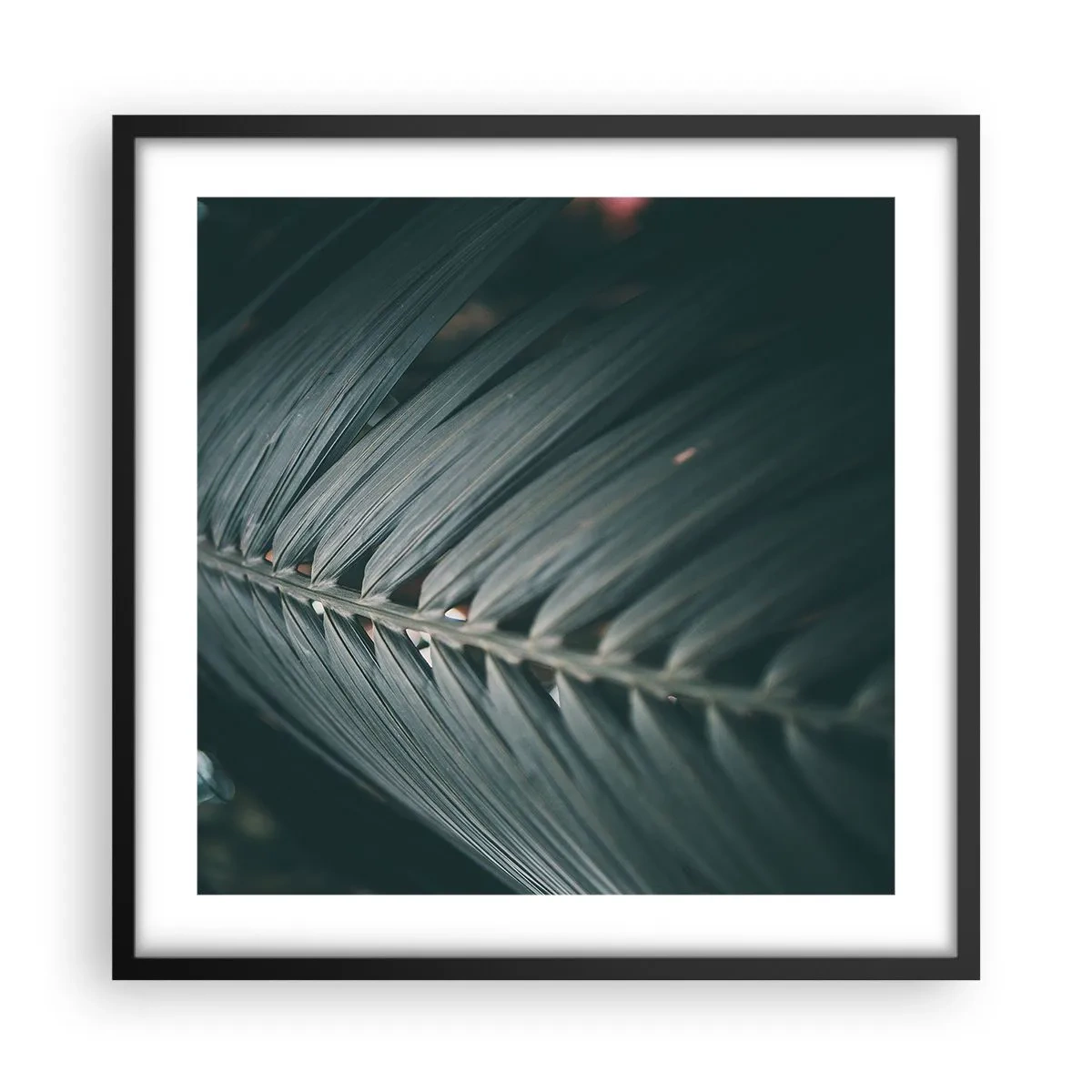 Plakat w czarnej ramie - Precyzja natury - 50x50 cm