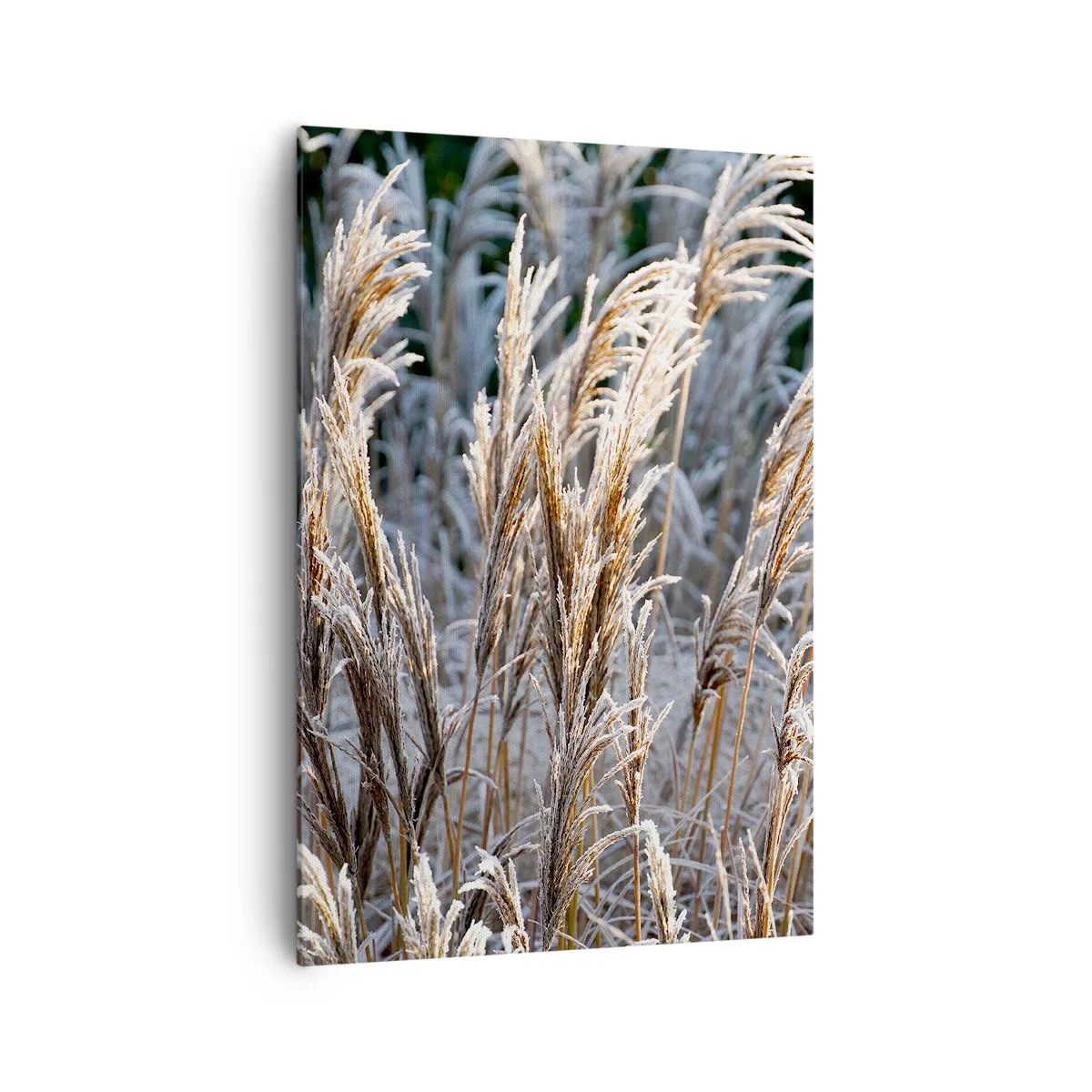 Obraz na płótnie - Zimowe źdźbła traw pokryte szronem na tle ciemnej zieleni - 70x100cm - Szronem ustrojone - Nowoczesna dekoracja ścienna do salonu i sypialni ARTTOR