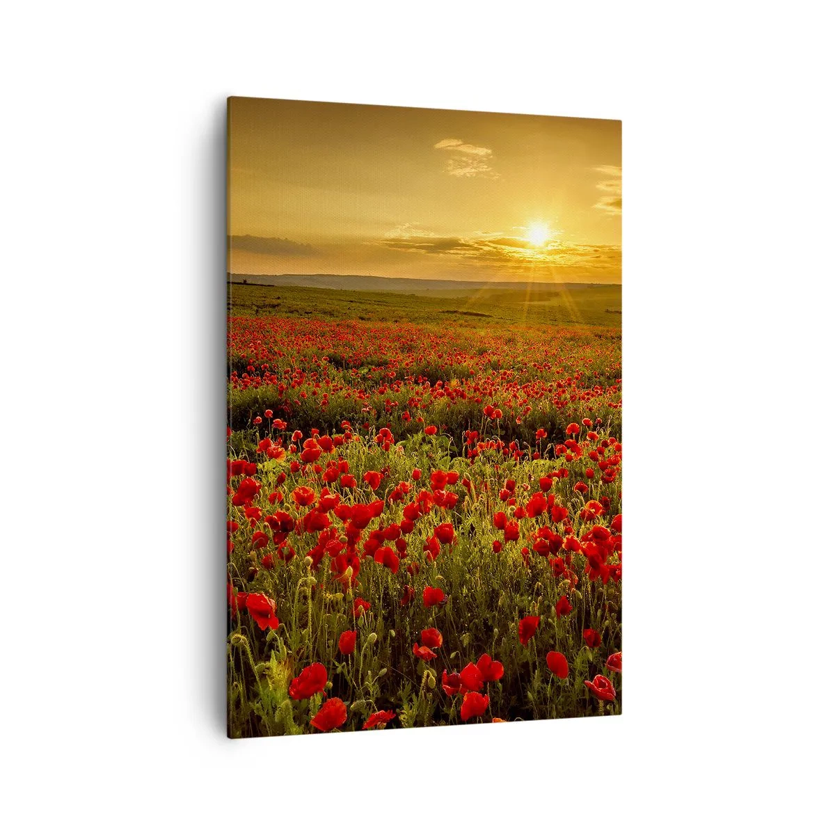 Obraz na płótnie - Pole czerwonych maków w blasku zachodzącego słońca - 70x100cm - Wśród fali łąk szumiących, wśród kwiatów powodzi - Nowoczesna dekoracja ścienna do salonu i sypialni ARTTOR