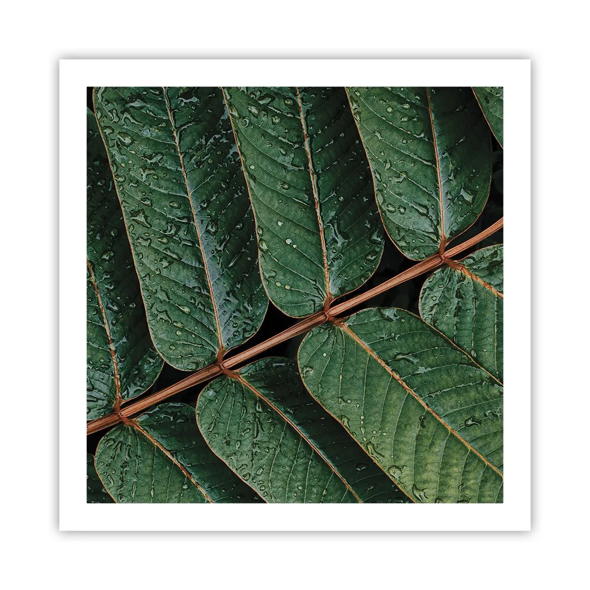 Plakat - W zielonym rytmie - 60x60 cm