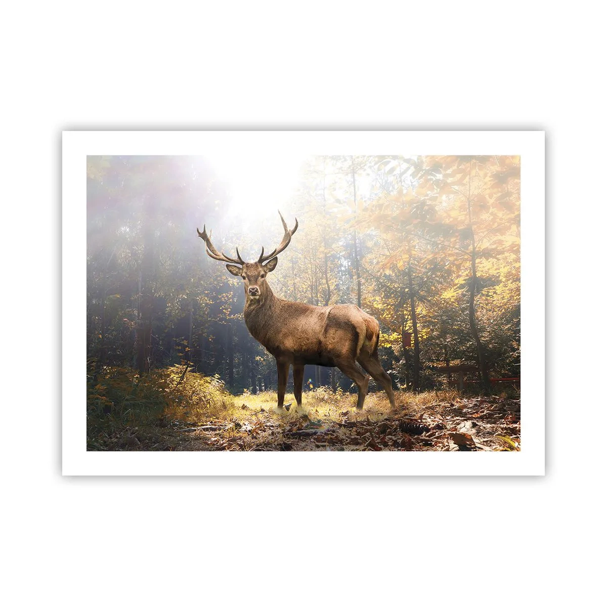 Plakat - W pełnym majestacie - 70x50 cm