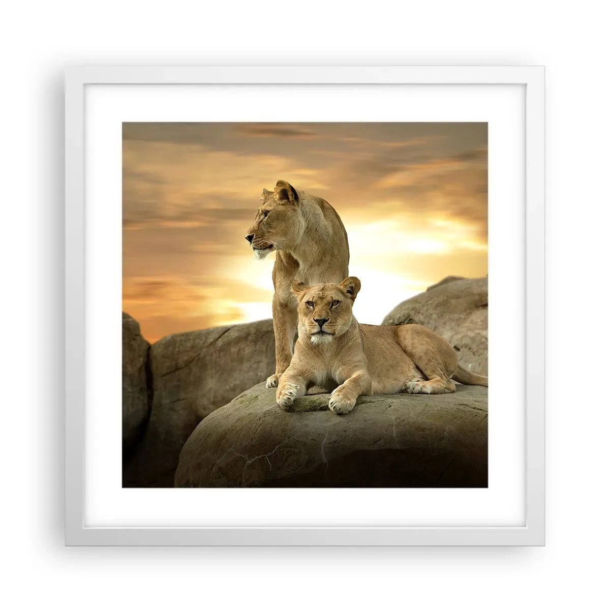 Plakat w białej ramie - Królewski majestat - 40x40 cm