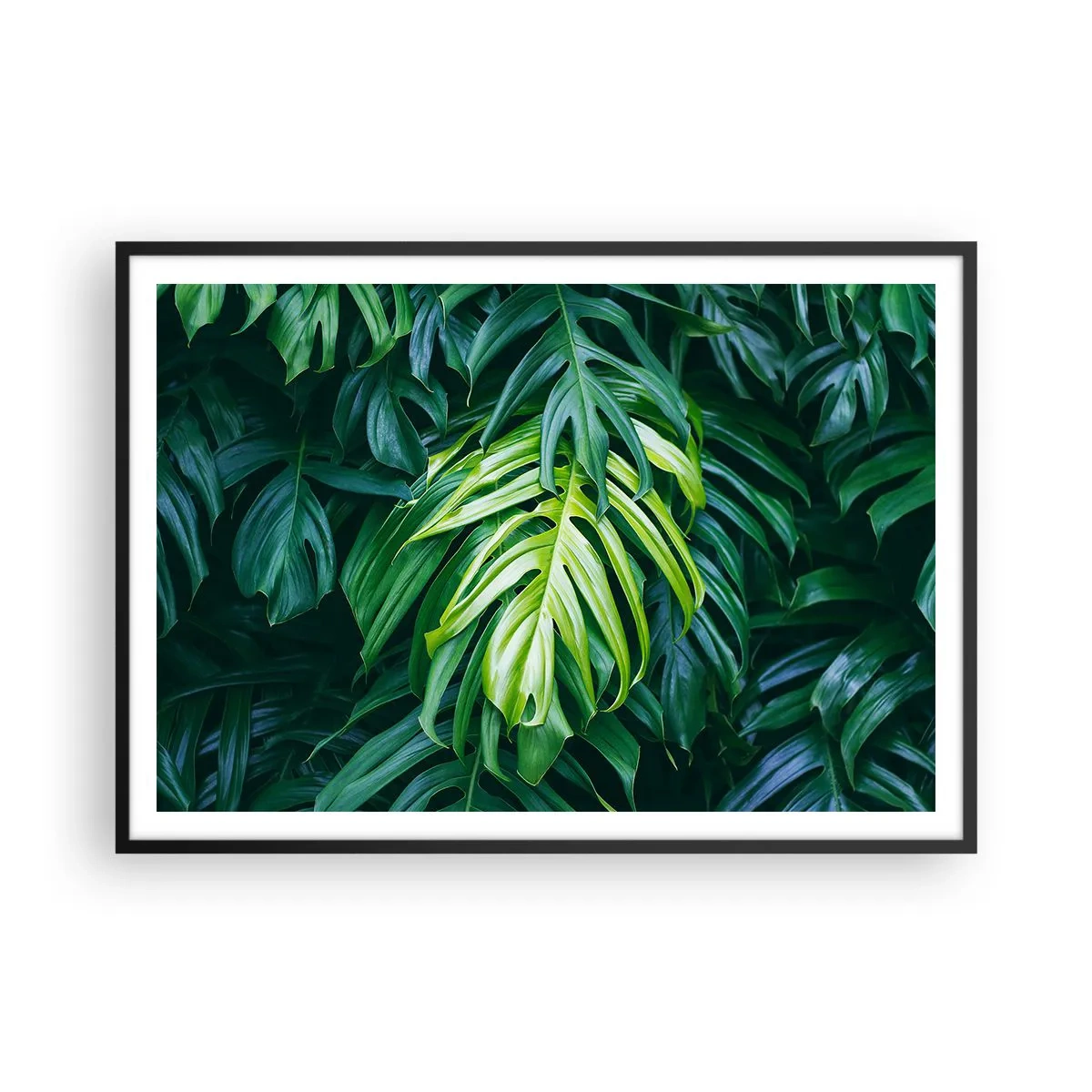 Plakat w czarnej ramie - Zielone liście w gęstym tropikalnym układzie - 100x70cm - Zanurzyć się w świeżości - Nowoczesna dekoracja ścienna do salonu i sypialni ARTTOR