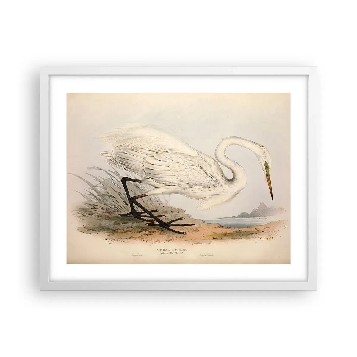 Plakat w białej ramie - Pani na szuwarach - 50x40 cm