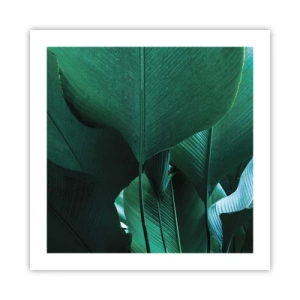 Plakat - Zwrócone do światła - 50x50 cm