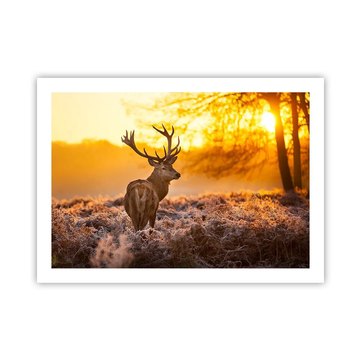 Plakat - Król jesiennego lasu - 70x50 cm