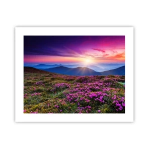 Plakat - Ziół zapachniały świeże pęki od niw - 50x40 cm