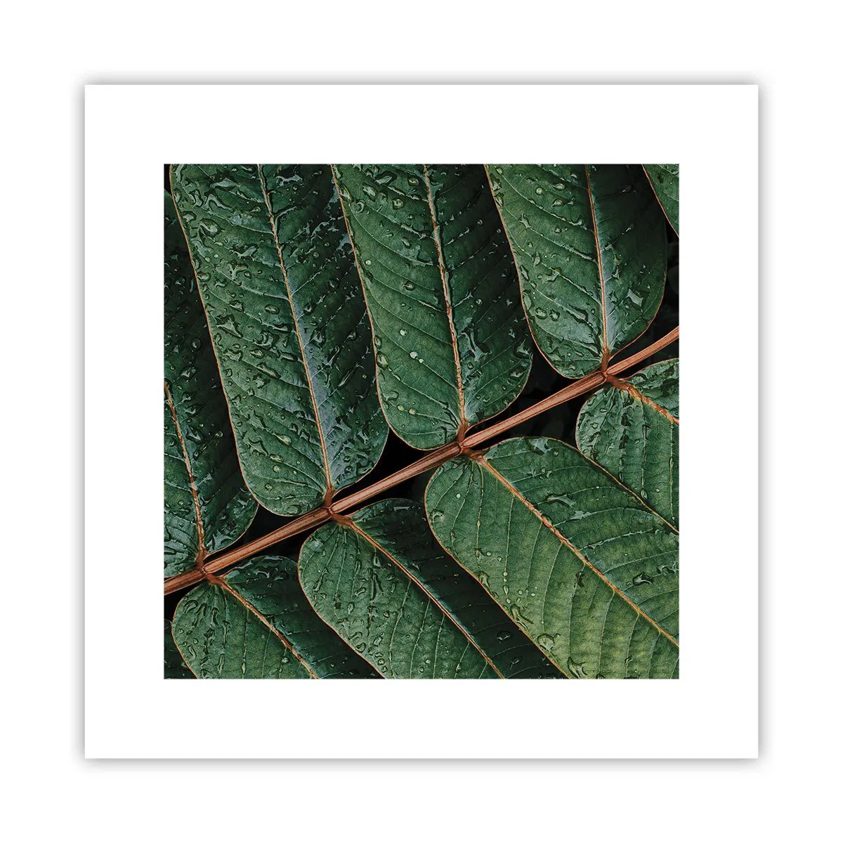 Plakat - W zielonym rytmie - 30x30 cm