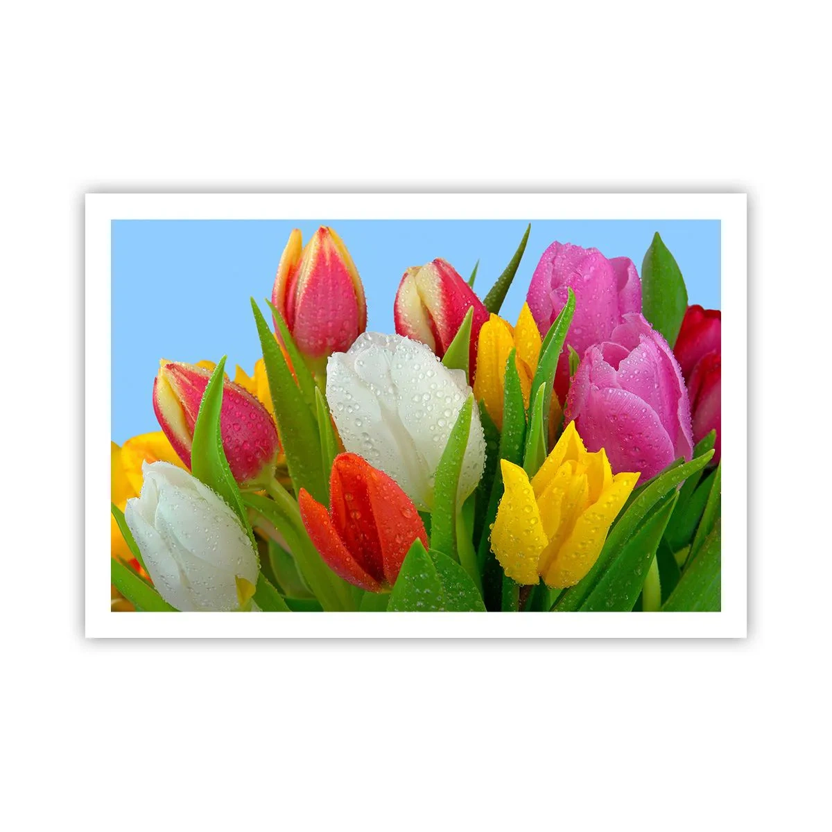 Plakat - Kwiatowa tęcza w kroplach rosy - 91x61 cm