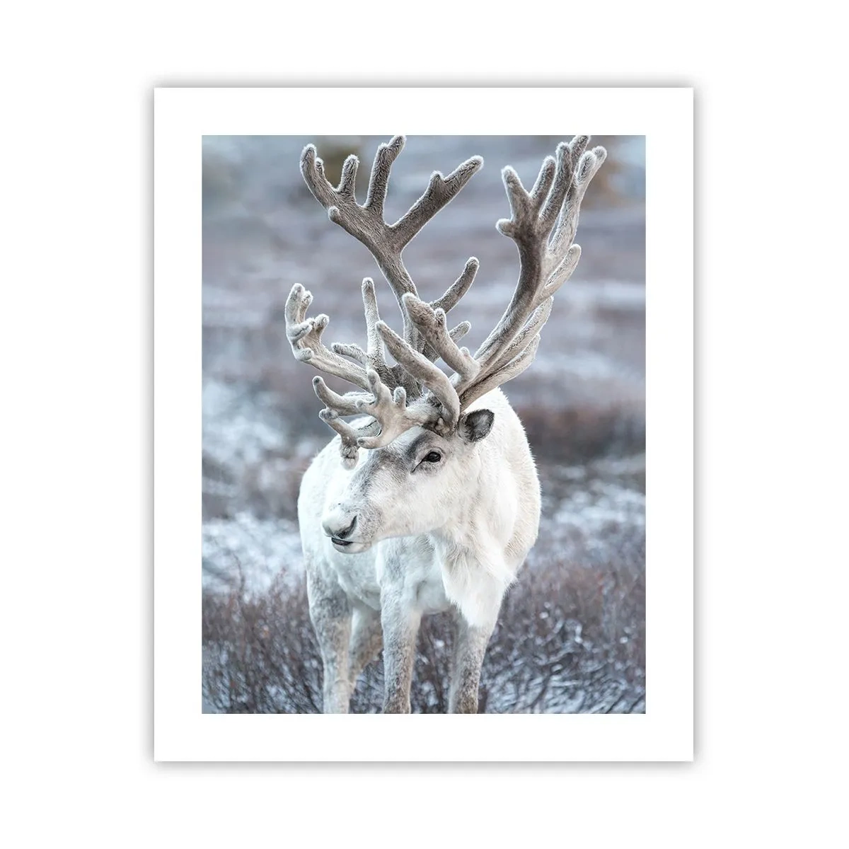 Plakat - Portret w słońcu - 40x50 cm