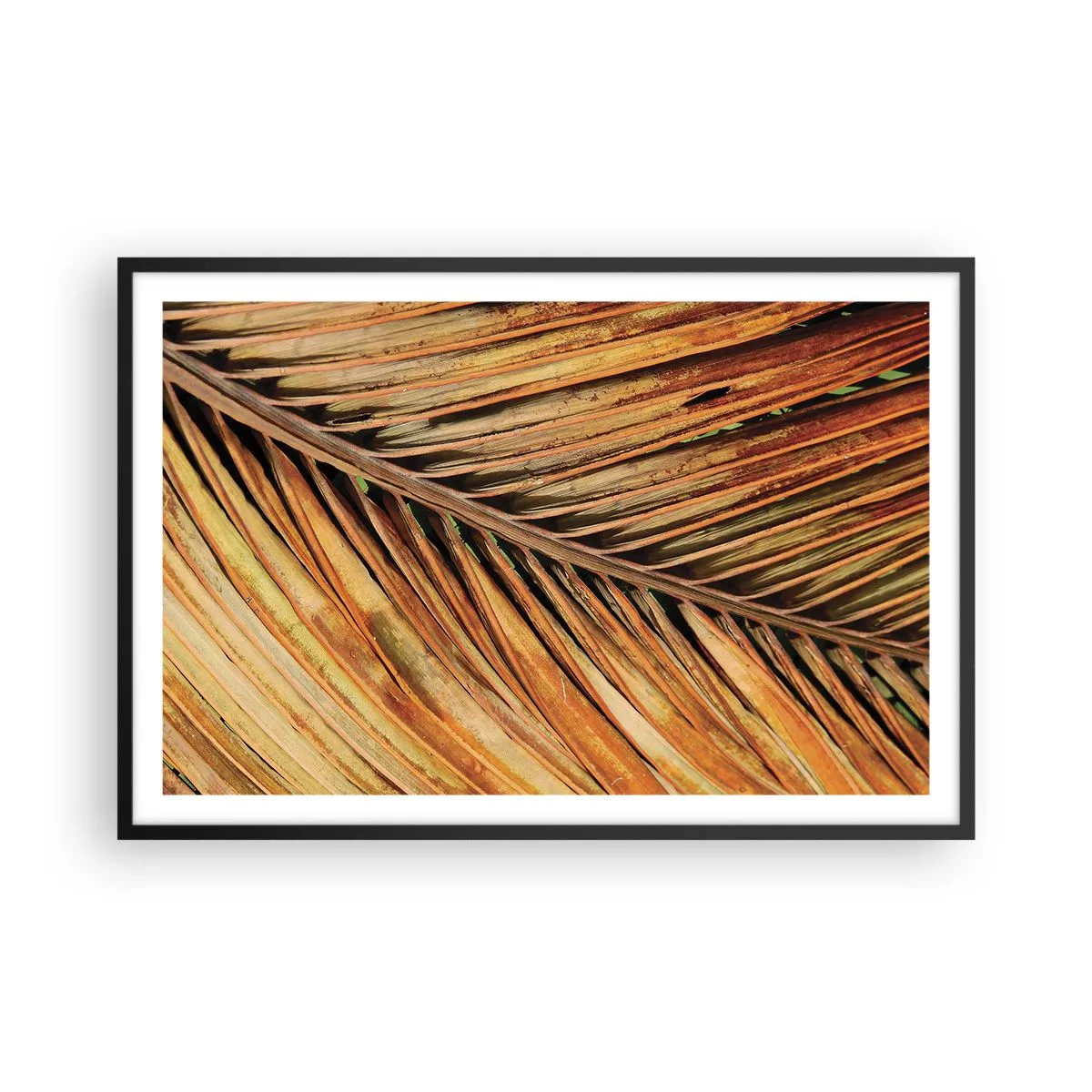Plakat w czarnej ramie - Kokosowe złoto - 91x61 cm